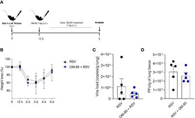 Airway Administration of Bacterial Lysate OM-85 Protects Mice Against Respiratory Syncytial Virus Infection